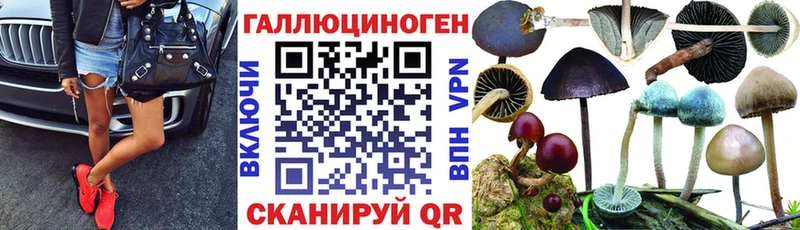 Псилоцибиновые грибы Cubensis Камышин