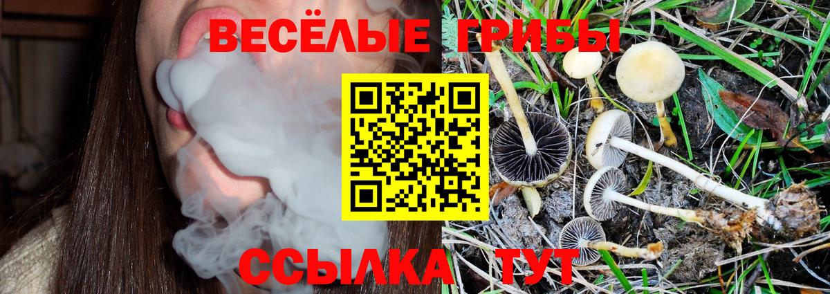 Псилоцибиновые грибы Psilocybine cubensis  Камышин 
